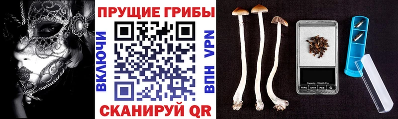 хочу   Короча  Галлюциногенные грибы Cubensis 